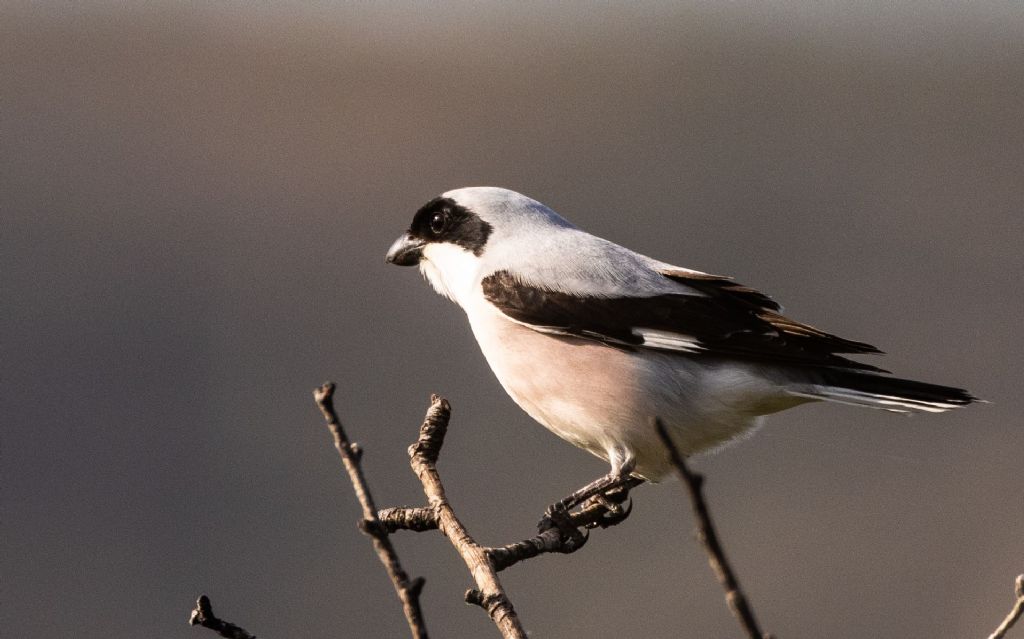 Averla cenerina